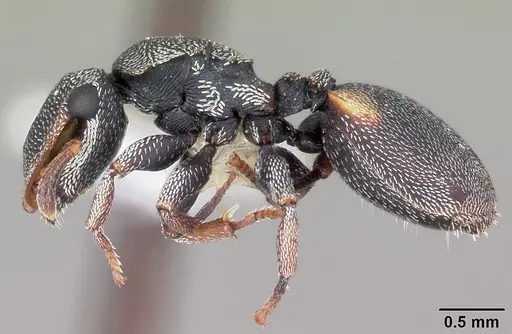Cephalotes texanus specimen CASENT0104842 image casent0104842_3