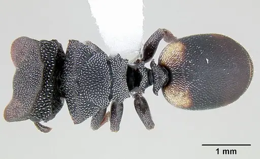 Cephalotes texanus specimen CASENT0106141 image casent0106141_1