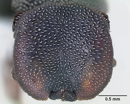 Cephalotes texanus specimen CASENT0106141 image casent0106141_2