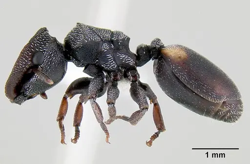 Cephalotes texanus specimen CASENT0106141 image casent0106141_3