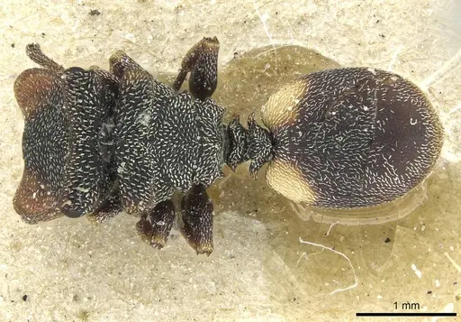 Cephalotes texanus specimen CASENT0912620 image casent0912620_1