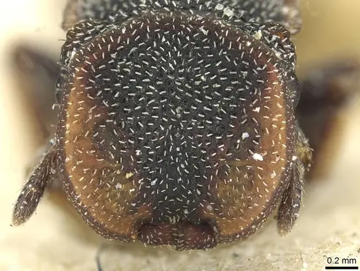 Cephalotes texanus specimen CASENT0912620 image casent0912620_2