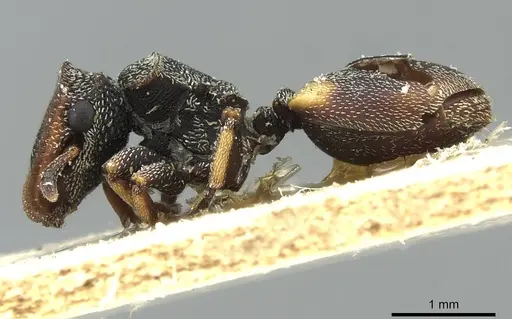Cephalotes texanus specimen CASENT0912620 image casent0912620_3