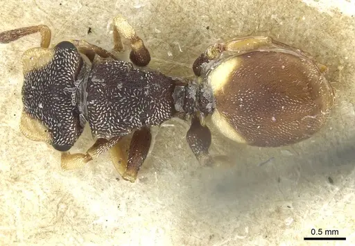 Cephalotes texanus specimen CASENT0912621 image casent0912621_1
