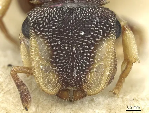 Cephalotes texanus specimen CASENT0912621 image casent0912621_2