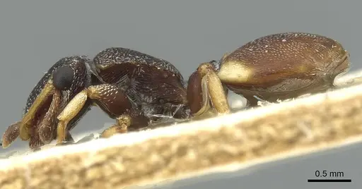 Cephalotes texanus specimen CASENT0912621 image casent0912621_3