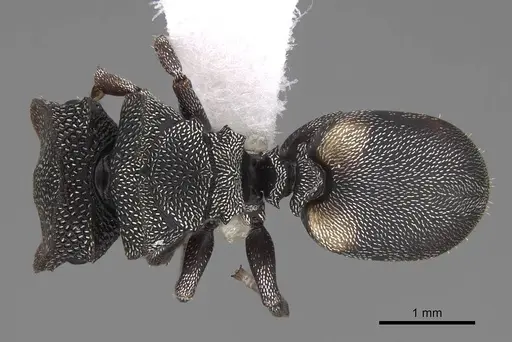 Cephalotes texanus specimen CASENT0922580 image casent0922580_1
