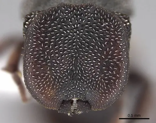 Cephalotes texanus specimen CASENT0922580 image casent0922580_2