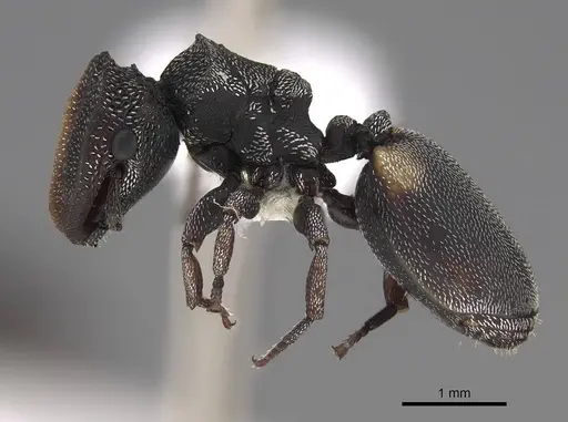 Cephalotes texanus specimen CASENT0922580 image casent0922580_3