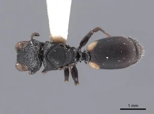 Cephalotes texanus specimen FMNHINS0000047669 image fmnhins0000047669_1