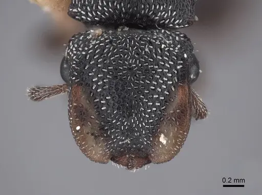 Cephalotes texanus specimen FMNHINS0000047669 image fmnhins0000047669_2