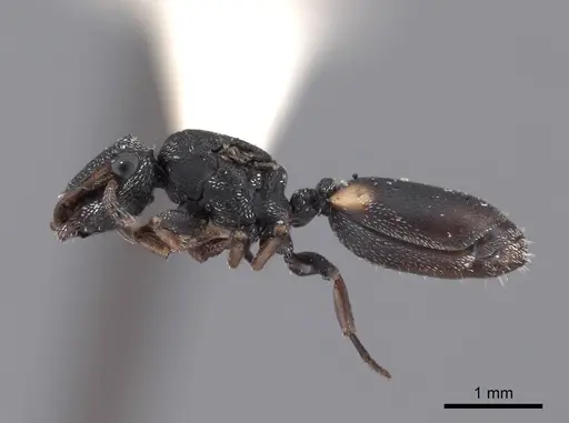 Cephalotes texanus specimen FMNHINS0000047669 image fmnhins0000047669_3