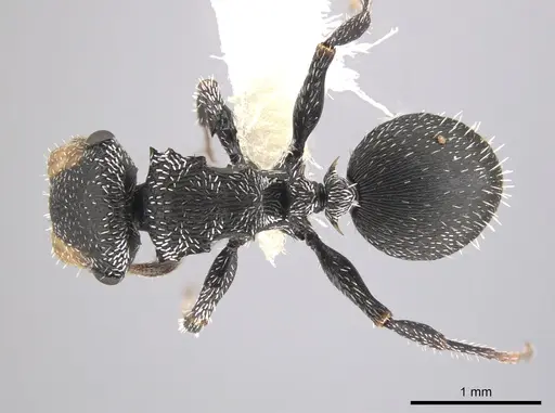 Cephalotes toltecus specimen CASENT0644592 image casent0644592_1