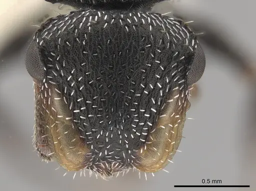 Cephalotes toltecus specimen CASENT0644592 image casent0644592_2