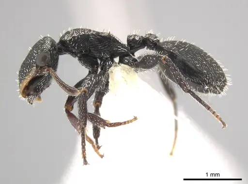 Cephalotes toltecus specimen CASENT0644592 image casent0644592_3