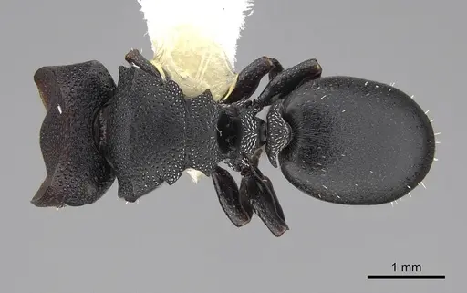 Cephalotes toltecus specimen CASENT0922584 image casent0922584_1
