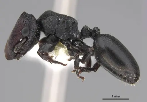 Cephalotes toltecus specimen CASENT0922584 image casent0922584_3