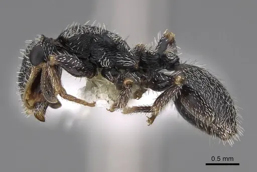 Cephalotes toltecus specimen CASENT0922585 image casent0922585_3