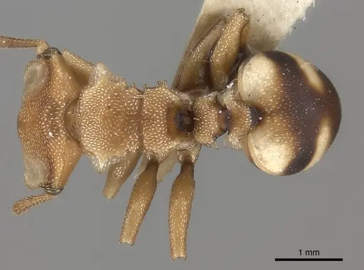 Cephalotes umbraculatus specimen CASENT0217845 image casent0217845_1
