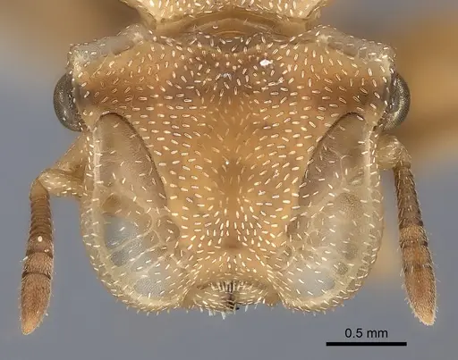 Cephalotes umbraculatus specimen CASENT0217845 image casent0217845_2