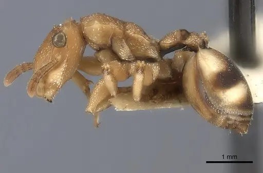 Cephalotes umbraculatus specimen CASENT0217845 image casent0217845_3