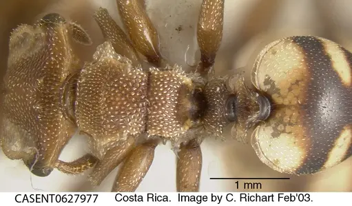 Cephalotes umbraculatus specimen CASENT0627977 image casent0627977_1