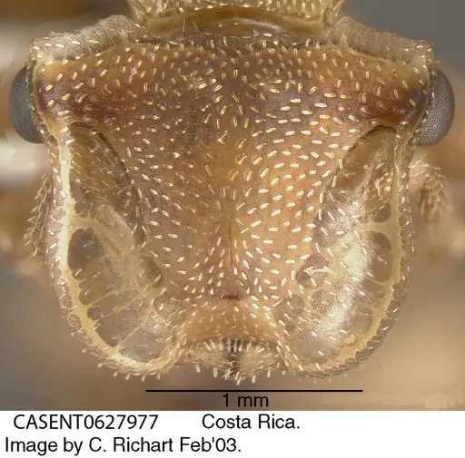 Cephalotes umbraculatus specimen CASENT0627977 image casent0627977_2