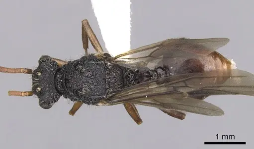 Cephalotes umbraculatus specimen CASENT0627978 image casent0627978_1