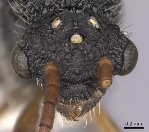 Cephalotes umbraculatus specimen CASENT0627978 image casent0627978_2