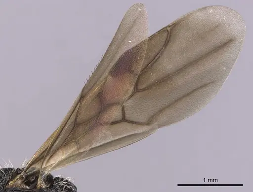 Cephalotes umbraculatus specimen CASENT0627978 image casent0627978_4