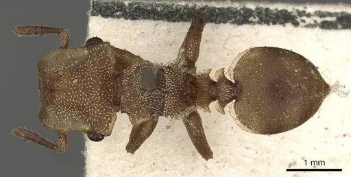 Cephalotes umbraculatus specimen CASENT0900238 image casent0900238_1