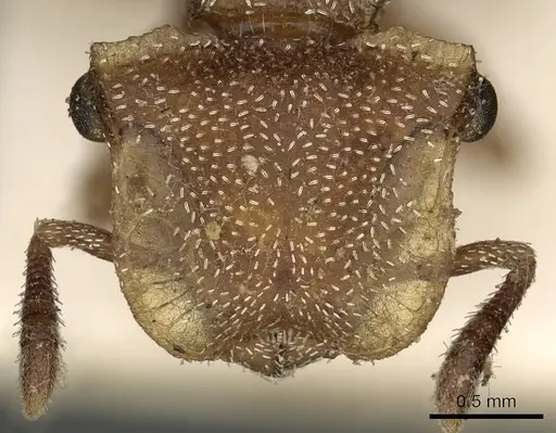 Cephalotes umbraculatus specimen CASENT0900238 image casent0900238_2