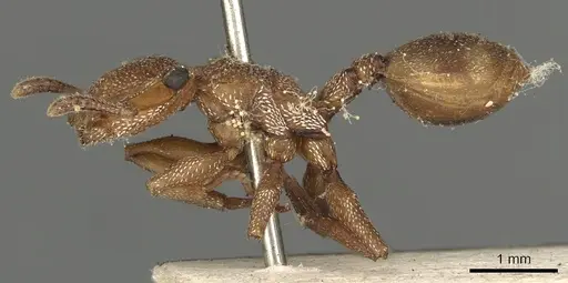 Cephalotes umbraculatus specimen CASENT0900238 image casent0900238_3