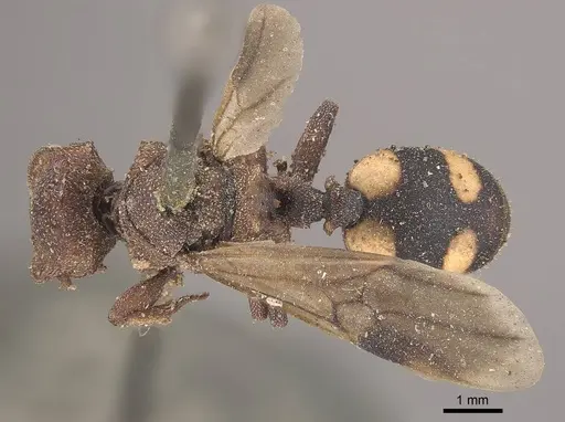Cephalotes umbraculatus specimen CASENT0919605 image casent0919605_1