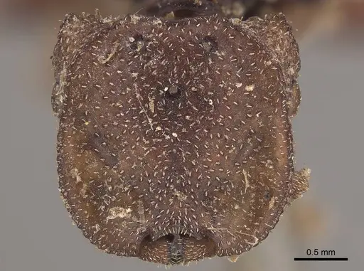 Cephalotes umbraculatus specimen CASENT0919605 image casent0919605_2