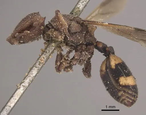 Cephalotes umbraculatus specimen CASENT0919605 image casent0919605_3