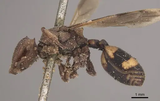 Cephalotes umbraculatus specimen CASENT0919605 image casent0919605_4