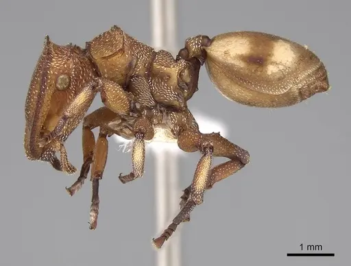 Cephalotes umbraculatus specimen CASENT0922582 image casent0922582_3