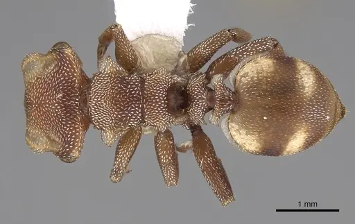 Cephalotes umbraculatus specimen CASENT0922583 image casent0922583_1