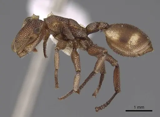 Cephalotes umbraculatus specimen CASENT0922583 image casent0922583_3