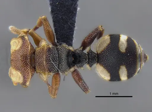 Cephalotes umbraculatus specimen CBUMAGENT41892 image cbumagent41892_1
