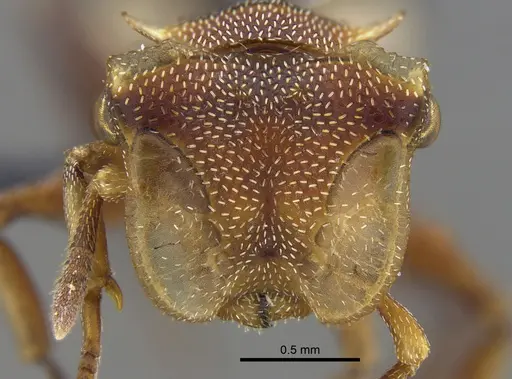 Cephalotes umbraculatus specimen CBUMAGENT41892 image cbumagent41892_2