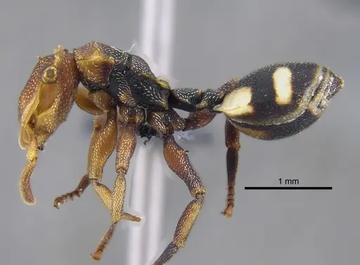 Cephalotes umbraculatus specimen CBUMAGENT41892 image cbumagent41892_3