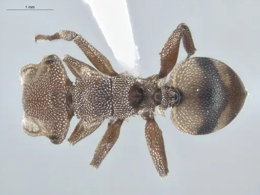 Cephalotes umbraculatus specimen ECOFOG-BUG-2179-07 image ecofog-bug-2179-07_1