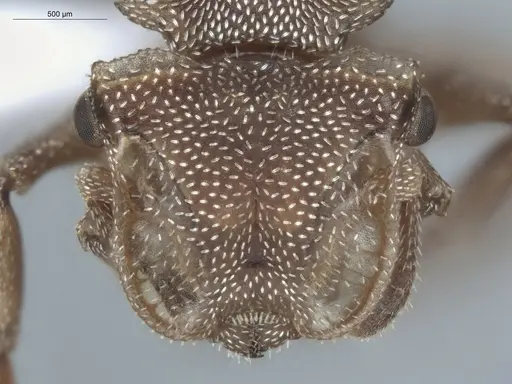 Cephalotes umbraculatus specimen ECOFOG-BUG-2179-07 image ecofog-bug-2179-07_2