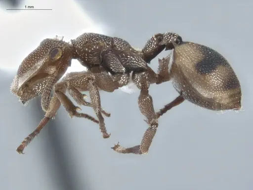 Cephalotes umbraculatus specimen ECOFOG-BUG-2179-07 image ecofog-bug-2179-07_3