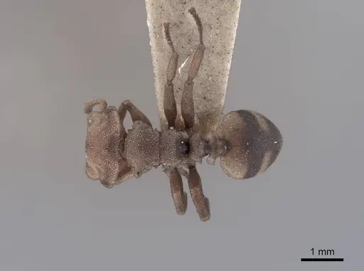 Cephalotes umbraculatus specimen FMNHINS0000047667 image fmnhins0000047667_1