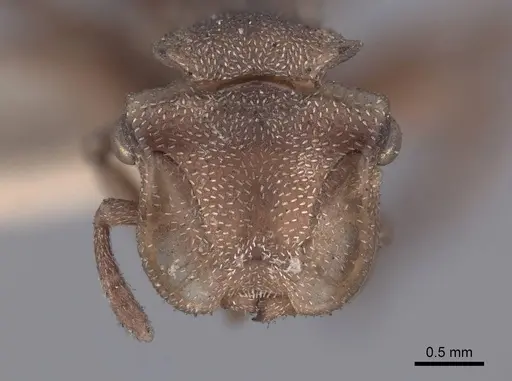Cephalotes umbraculatus specimen FMNHINS0000047667 image fmnhins0000047667_2