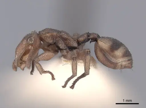 Cephalotes umbraculatus specimen FMNHINS0000047667 image fmnhins0000047667_3