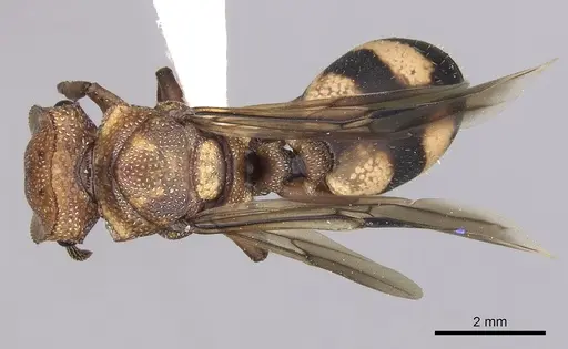 Cephalotes umbraculatus specimen INBIOCRI002281655 image inbiocri002281655_1
